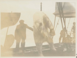 Image of Hoisting bear onto deck